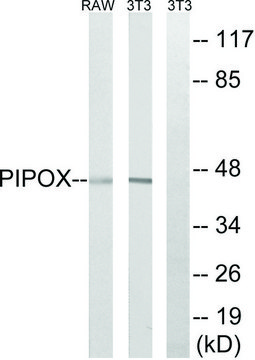 Anti-PIPOX antibody produced in rabbit