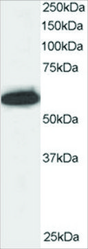 Anti-NPAP60/NUP50 antibody produced in goat