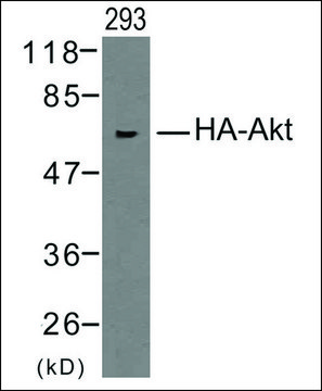 Anti-HA-Tag antibody produced in rabbit