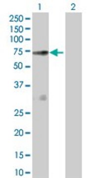 Anti-NOS1AP antibody produced in rabbit