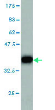 Monoclonal Anti-GRM6 antibody produced in