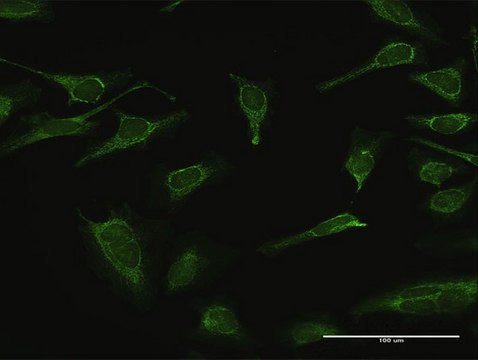 Anti-IMPA1 antibody produced in rabbit