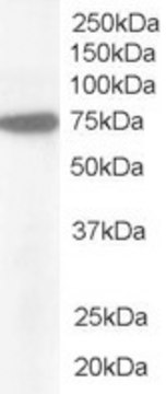 Anti-Pericentrin 1 /NUP85 antibody produced