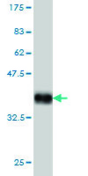 Monoclonal Anti-SHOX2 antibody produced in