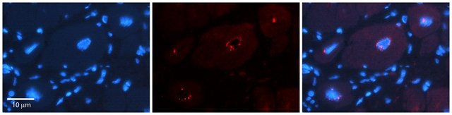 Anti-DPF3 (ab2) antibody produced in