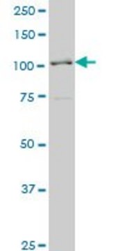 Monoclonal Anti-PCDHA6 antibody produced in
