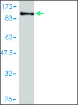 Monoclonal Anti-PCDHB16 antibody produced in
