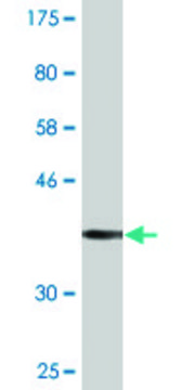 Monoclonal Anti-PARD3 antibody produced in