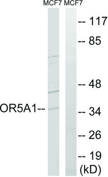 Anti-OR5A1 antibody produced in rabbit