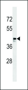 ANTI-MARCH9(C-TERMINAL) antibody produced in rabbit