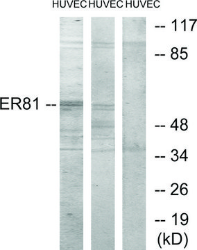 Anti-ER81 antibody produced in rabbit