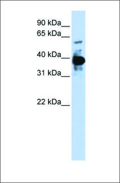 Anti-NFE2 antibody produced in rabbit
