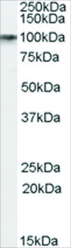 Anti-DISC1 antibody produced in goat