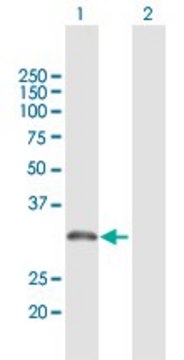 Anti-AMT antibody produced in rabbit
