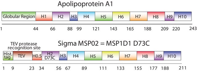 Membrane Scaffold Protein 1D1 D73C