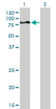 Monoclonal Anti-DVL3, (N-terminal) antibody produced