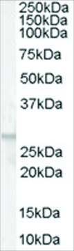 Anti-GPR40 antibody produced in goat