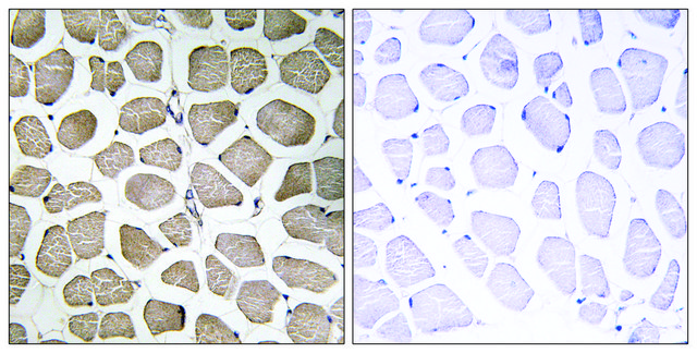 Anti-MOT12 antibody produced in rabbit