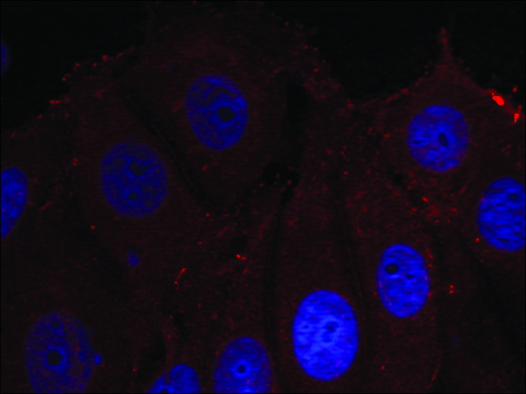 Anti-phospho-SNCA (pTyr¹³³) antibody produced in