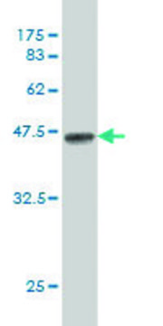 Monoclonal Anti-HS3ST2 antibody produced in