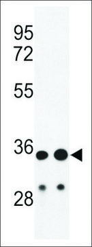 ANTI-IGH(C-TERMINAL) antibody produced in rabbit