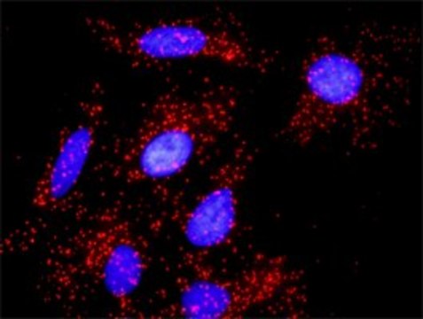 Anti-NUMB antibody produced in rabbit