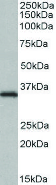 Anti-NEK7 antibody produced in goat