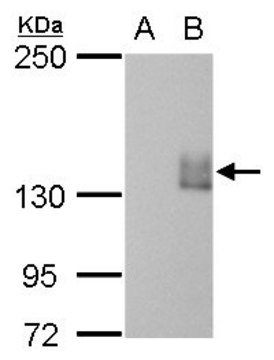 Monoclonal Anti-mCherry antibody produced in