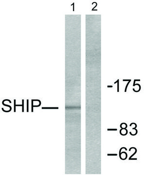 Anti-SHIP1 antibody produced in rabbit
