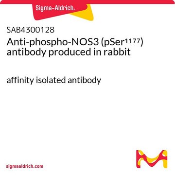 Anti-phospho-NOS3 (pSer¹¹??) antibody produced in
