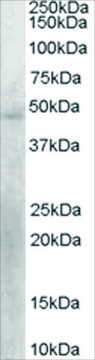 Anti-KLF15 antibody produced in goat