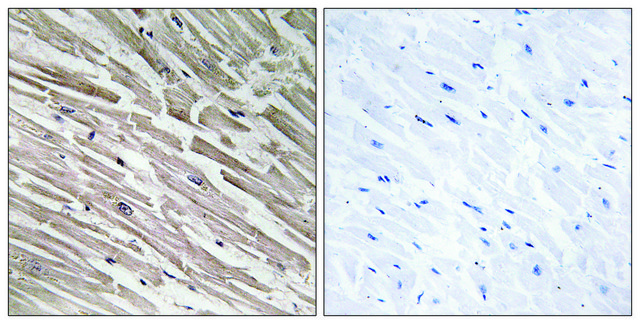 Anti-MRPL44 antibody produced in rabbit