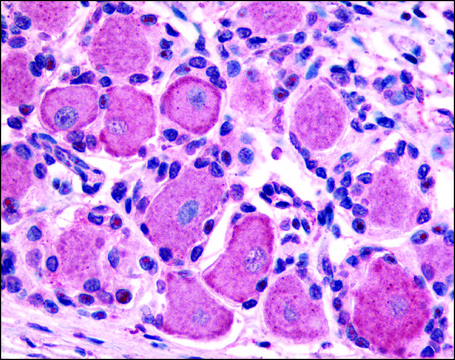 Anti-HTR1D antibody produced in rabbit