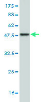 Monoclonal Anti-NGFRAP1 antibody produced in