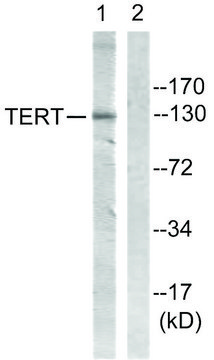 Anti-Telomerase antibody produced in rabbit