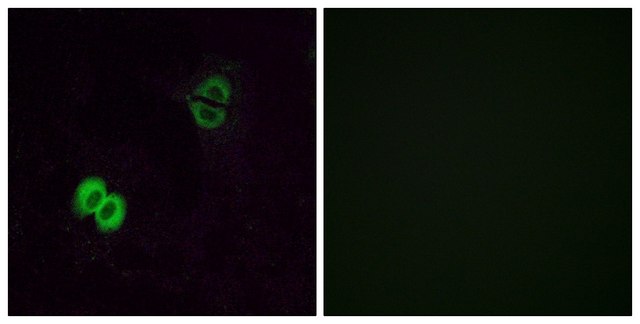Anti-OR2T1 antibody produced in rabbit