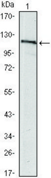 Monoclonal Anti-USP7 antibody produced in
