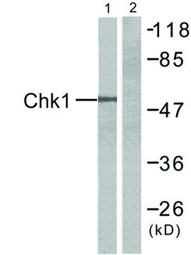 Anti-CHK1 antibody produced in rabbit