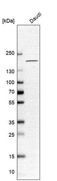 Anti-CNTNAP4 antibody produced in rabbit