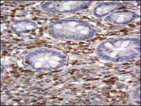 Anti-S100A4/CAPL antibody produced in goat