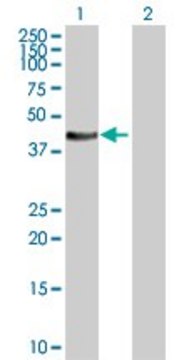 Anti-STYK1 antibody produced in rabbit