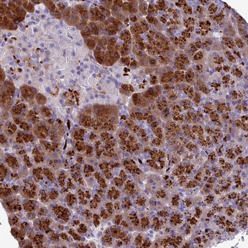 Anti-C16ORF74 antibody produced in rabbit