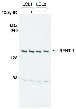 Goat anti-RENT1 Antibody, Affinity Purified