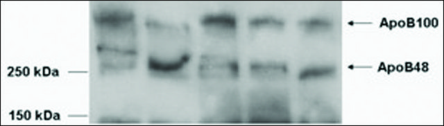 Anti-APOB antibody produced in goat