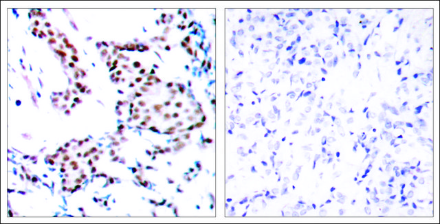 Anti-JUN (Ab-170) antibody produced in