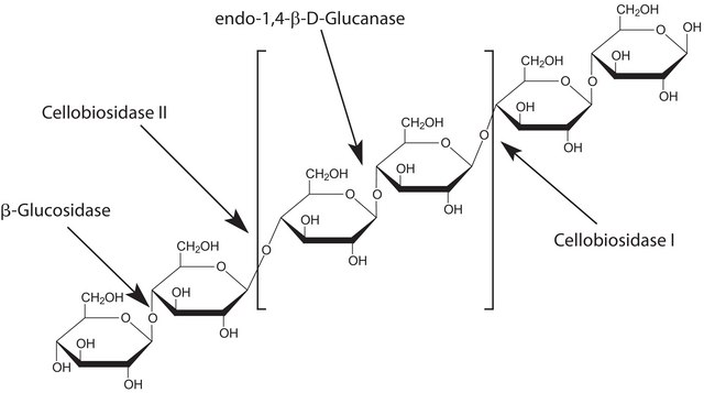 ?-Glucosidase from almonds