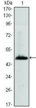 Monoclonal Anti-HAS1 antibody produced in