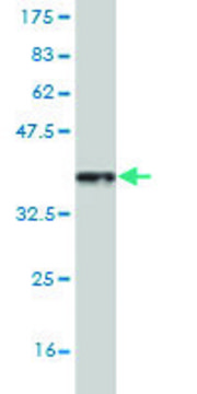Monoclonal Anti-HSF4 antibody produced in