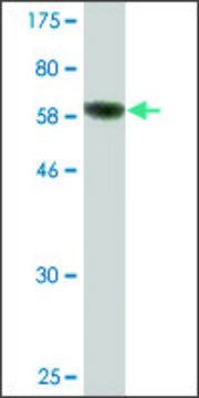 Monoclonal Anti-FBXO8 antibody produced in