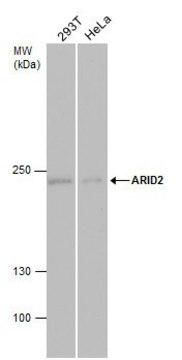 Monoclonal Anti-ARID2 antibody produced in